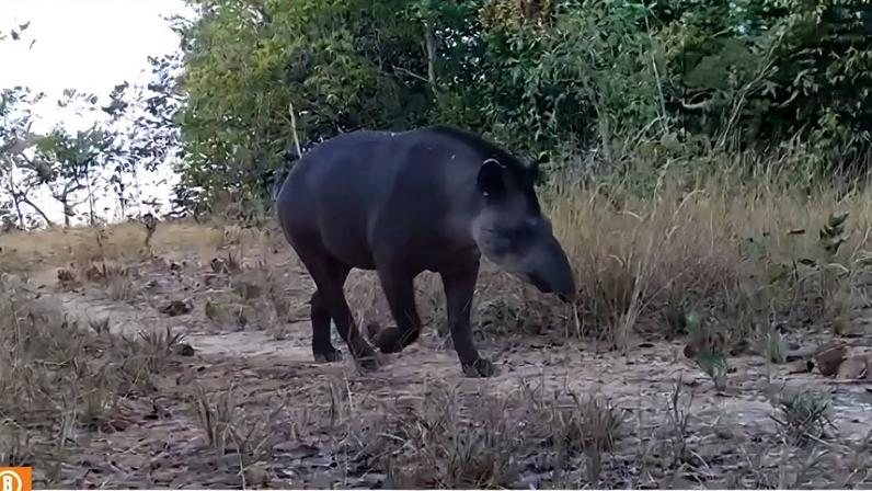 imagem colorida big five do cerrado