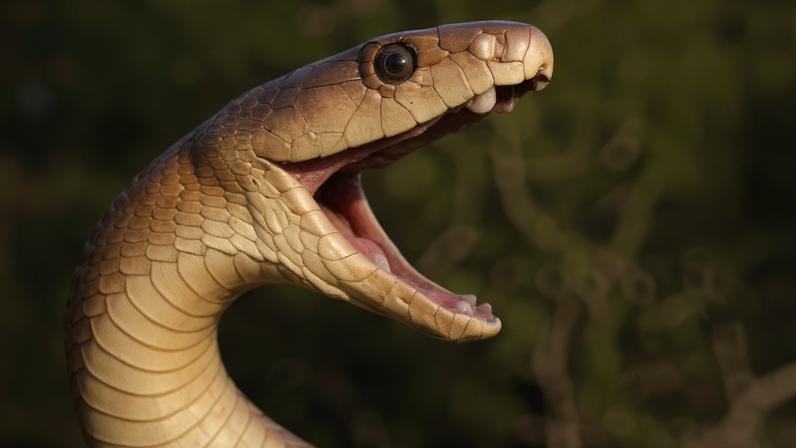 A mamba-negra é uma das espécies que pode mudar de habitat — Foto: Johan Marais