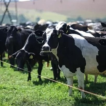 Critérios ambientais redesenham o comércio de proteínas