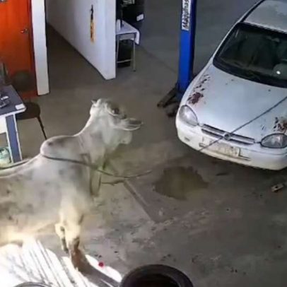Boi invade oficina mecânica após tombamento de carreta em MG