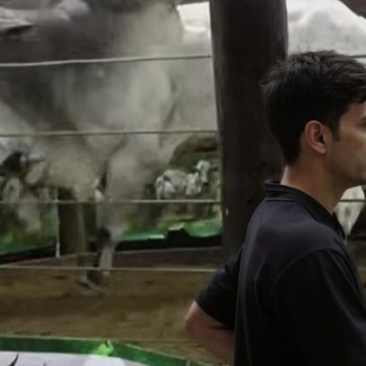 Boi foge de cerca durante leilão e assusta produtores em Goiás