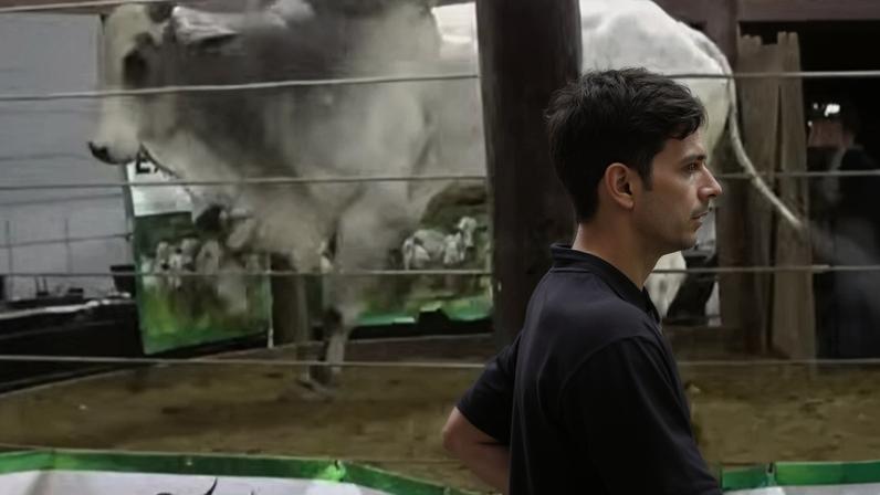 imagem colorida de boi que tentou fugir de leilão de gado em goiás e assustou fazendeiros presentes