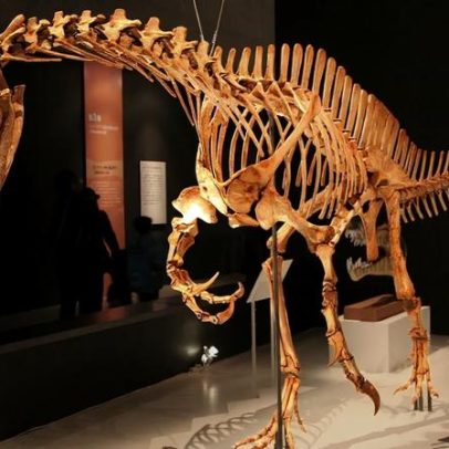 Fóssil de dinossauro traficado para Alemanha será devolvido ao Brasil