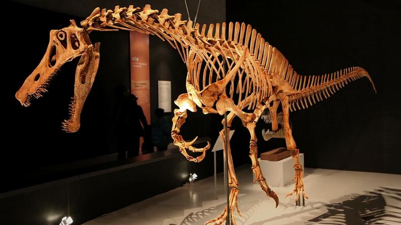 Acordo entre Brasil e Alemanha prevê a devolução do fóssil do dinossauro retirado ilegalmente do Ceará há mais de 30 anos