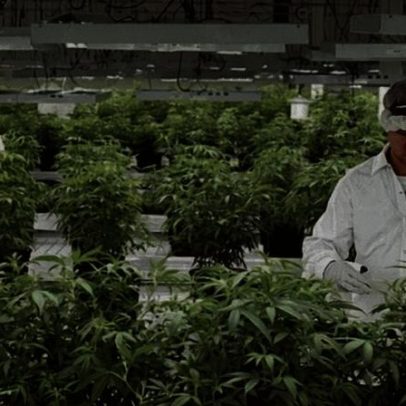 Mães e cuidadoras impulsionam procura por cannabis medicinal no Brasil
