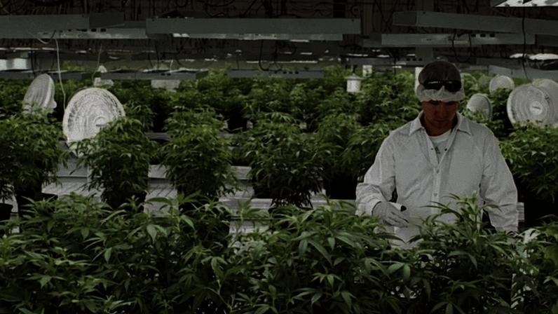 Cultivo de cannabis medicinal em ambiente controlado garante maior padronização, segurança e qualidade no desenvolvimento das plantas destinadas a tratamentos terapêuticos