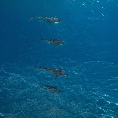Grupo de orcas é avistado em Ilhabela e encanta pesquisadores e visitantes