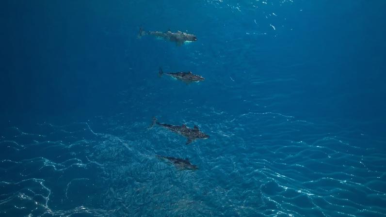 Avistamento de orcas em Ilhabela chama atenção e indica mar preservado