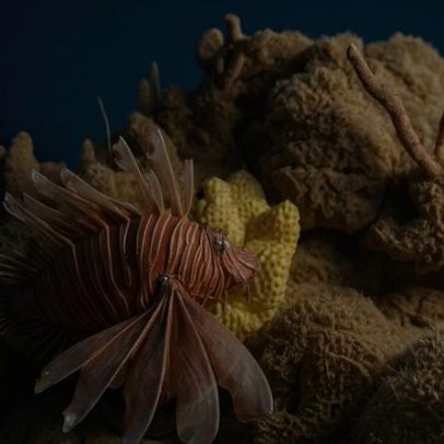 Peixe venenoso e exótico ameaça biodiversidade no litoral nordestino