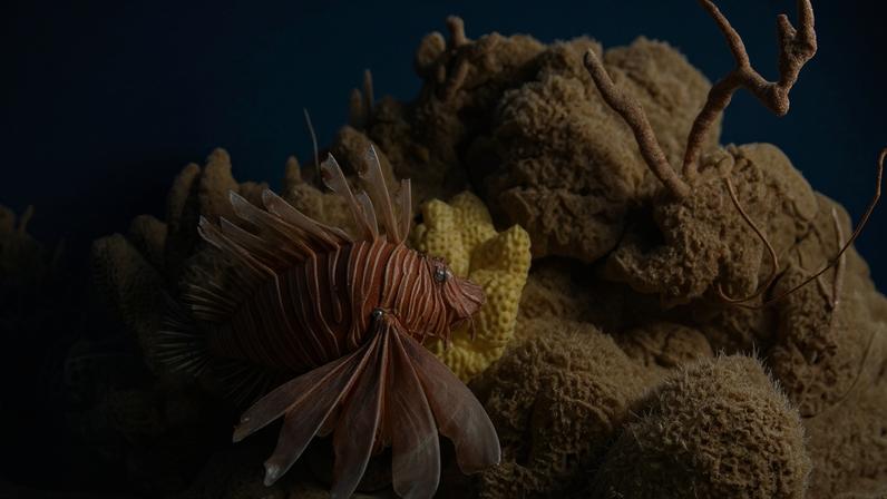 Originário do Indo-Pacífico, o peixe-leão foi identificado pela primeira vez no Brasil em 2014