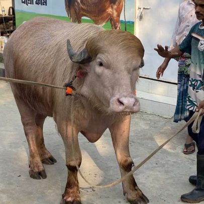 Donald Trump atrai público em Bangladesh búfalo albino chega a 700 kg