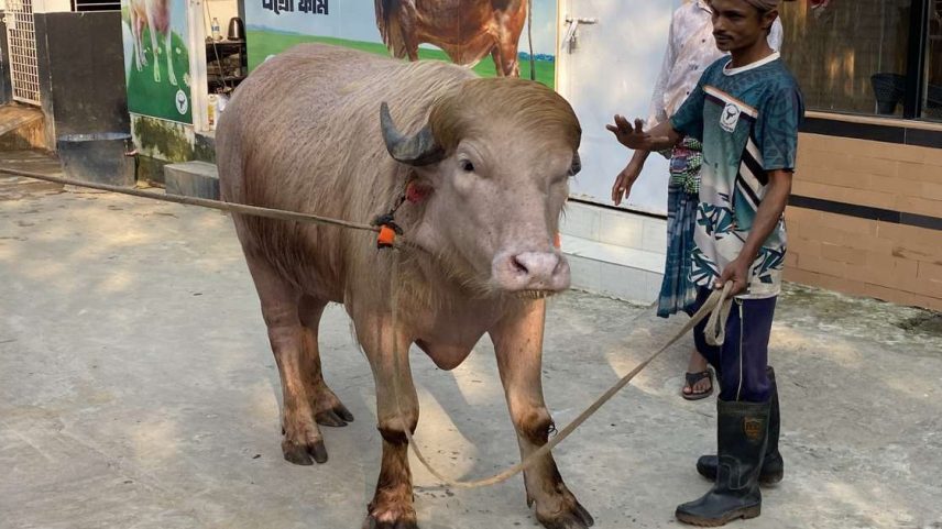 Bufalo Donald Trump é atração em Bagladesh