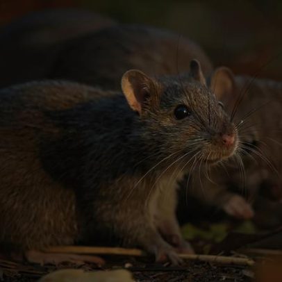 Biólogo orienta moradores sobre prevenção de invasão de ratos