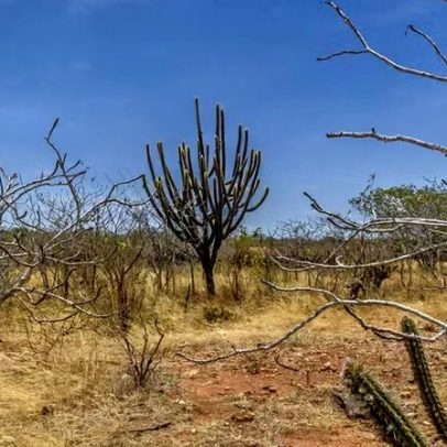 Caatinga avança para a primeira política nacional de recuperação ambiental