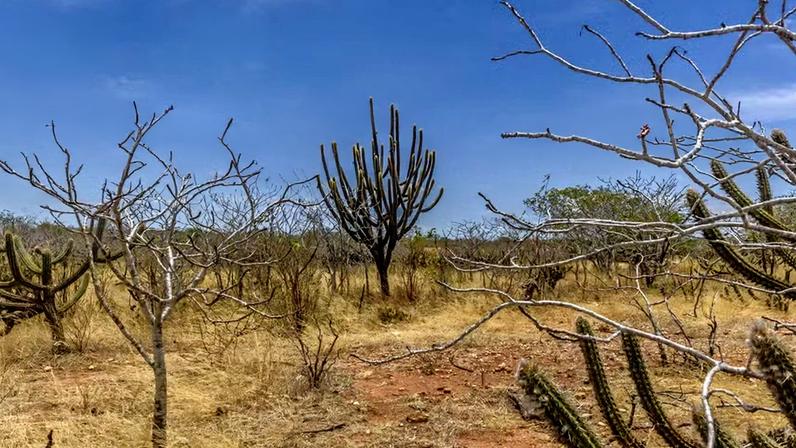 Caatinga, vegetação típica no Estado da Paraíba, Brasil.