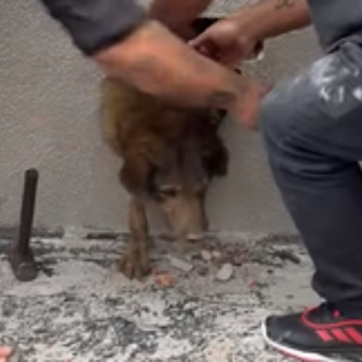 Cadela é resgatada de dentro de parede após dias desaparecida no Paraná