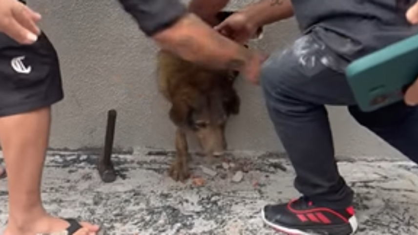 Cachorra Pandora estava dentro de uma parede em uma construção em Guarapuava