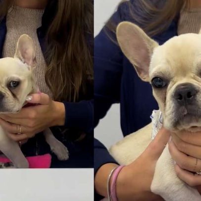 Cachorra que ingeriu pedras de crack recebe alta da UTI e será adotada pelo PM que a resgatou