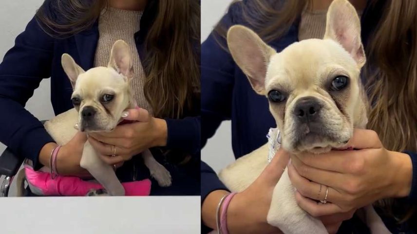 Cachorra que ingeriu pedras de crack recebe alta da UTI e será adotada pelo PM que a resgatou