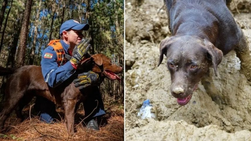 Pai e filha, cães labradores do CBMSC se aposentaram - Metrópoles