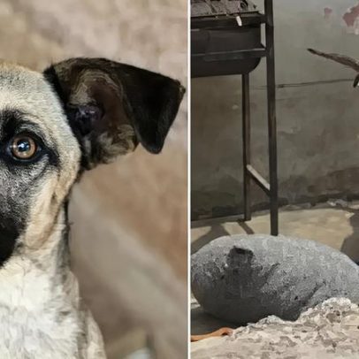 Cadela resgatada após anos acorrentada ganha novo lar e emociona internautas