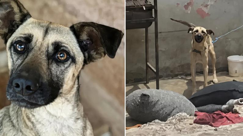 Cadela emociona ao ganhar um novo lar