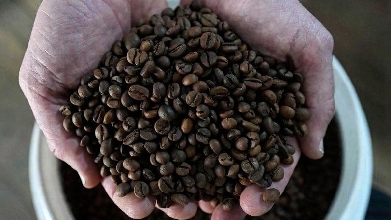 Café robusta do Brasil em fazenda em São Domingos do Norte, no Espírito Santo - 23/09/2025 (Foto: REUTERS/Alexandre Meneghini)