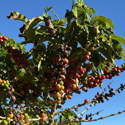Ormuz e El Niño preocupam cafeicultor e elevam preço do café em 2027