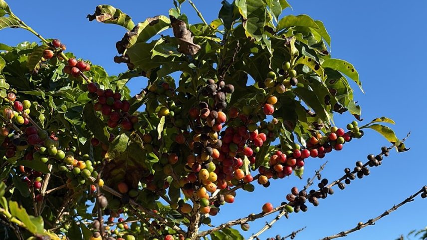 Plantação de café (Malu Dourado/InfoMoney)