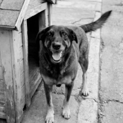 Linha do tempo do caso Cão Orelha: do indiciamento ao arquivamento