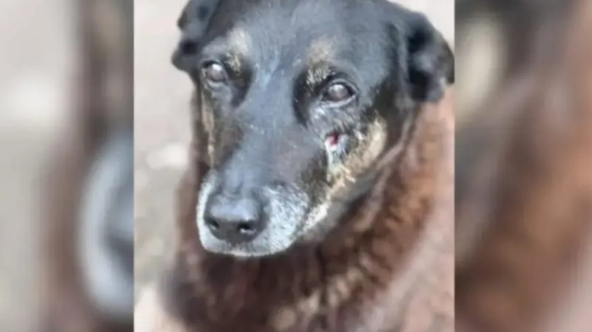 1 de 1 Cão Orelha