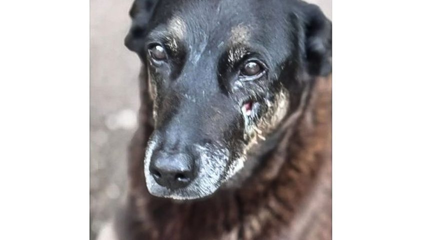 28.01.2026 - Cão Orelha, morto por adolescentes em SC. Foto: Polícia Civil de Santa Catarina