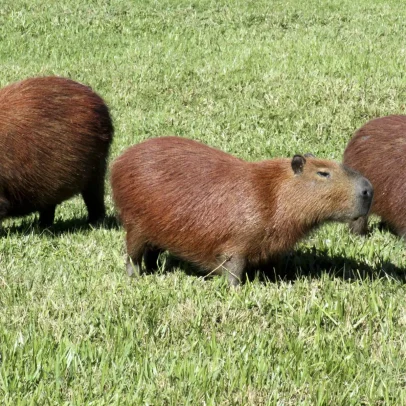 Cidade próxima a Curitiba recebe Festival da Capivara