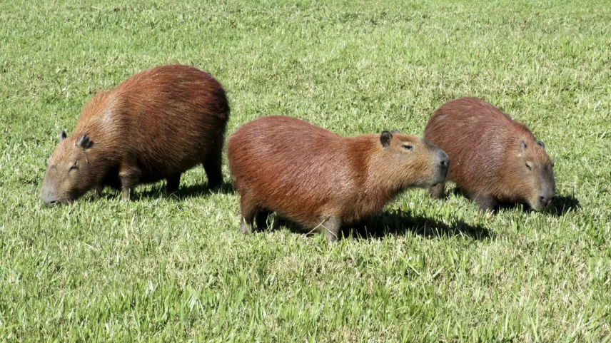 Festival da Capivara será realizado na cidade de Colombo. (Foto: Cesar Brustolin/Prefeitura de Curitiba)