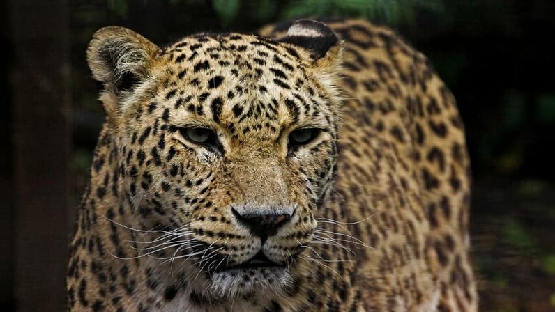 Leopardos persas ameaçados persistem além das fronteiras, apesar de minas