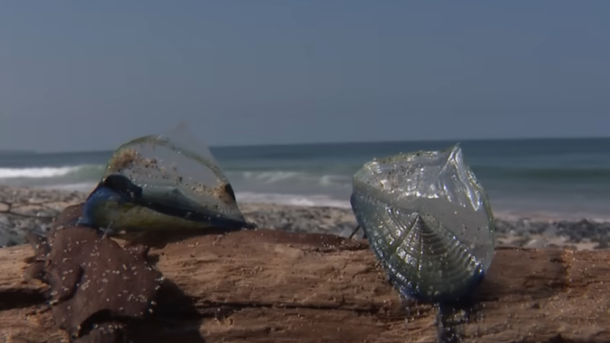 Criaturas marinhas 'Velella velella' são azuladas e invadiram praias da Califórnia