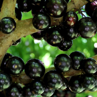 Jabuticaba entra em lista de frutas luxuosas, que inclui melão de R$ 30 mil