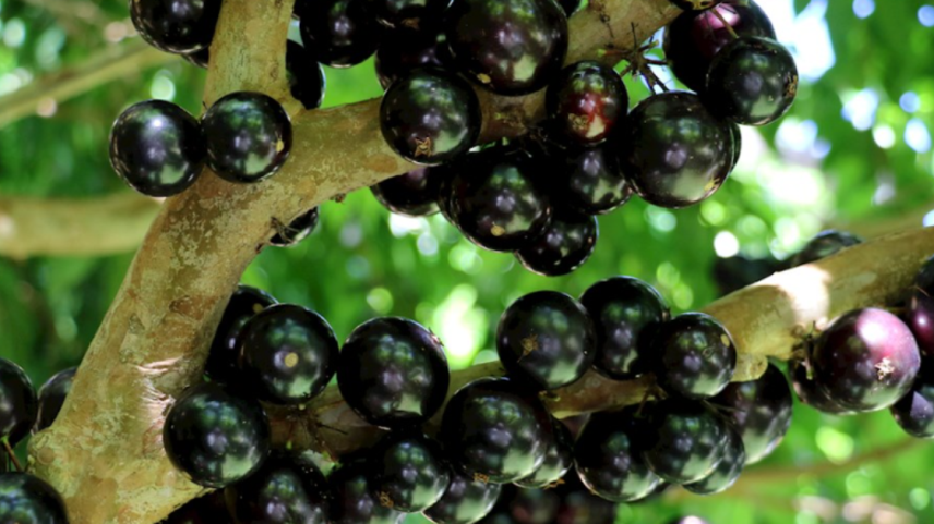 A jabuticaba é uma fruta tradicional brasileira