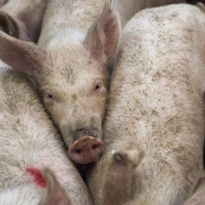 Primeiro rim e fígado de porco transplantados em humano ao mesmo tempo