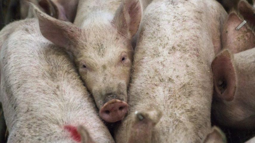 Fazendas em países como EUA e Brasil têm criado porcos geneticamente modificados para a extração de seus órgãos e uso em xenotransplantes; entenda técnica