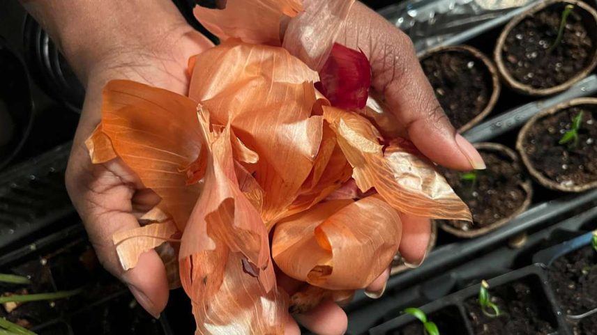 Cascas de cebola podem ajudar no churrasco