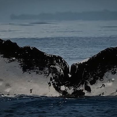 Baleia realiza a jornada mais longa já registrada entre Brasil e Austrália