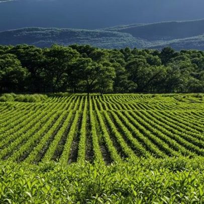 Desenrola Rural mira 800 mil agricultores e amplia renegociação de dívidas