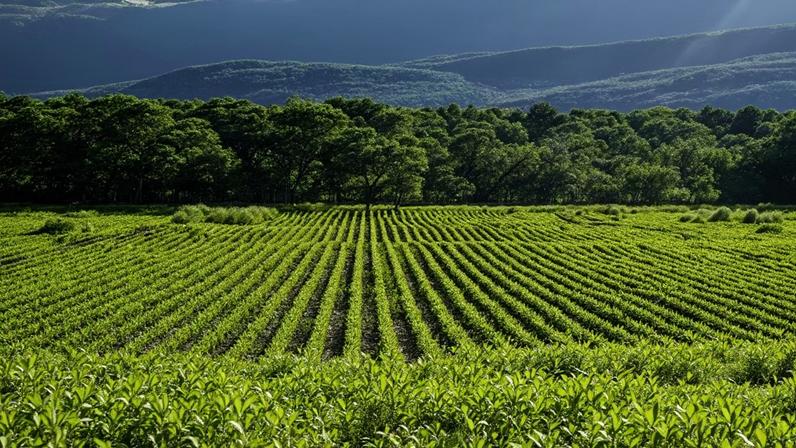 Plantação de soja com preservação — Foto: Agro Plus Brasil