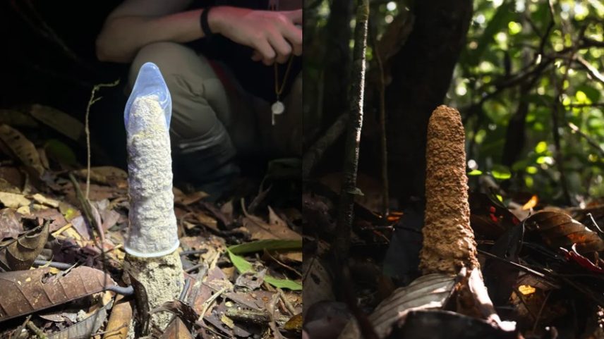 Pesquisadores cobriram 40 estruturas de barro construídas por cigarras na Amazônia — Foto: Instituto Serrapilheira / Izadora Gonzalez, cortesia de Marina Méga