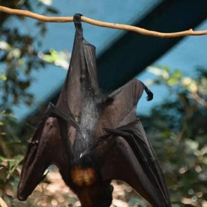 Caso de morcego com raiva em Montes Claros leva alerta e vacinação de pets