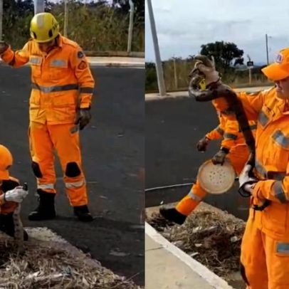 Jiboia de mais de 1 m fica presa em boca de lobo e é resgatada em Ouro Verde