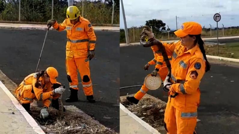 Jiboia de grande porte foi resgatada após ficar presa em boca de lobo