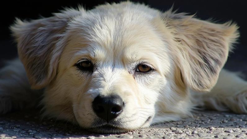 Réu foi condenado por maus-tratos a cinco animais