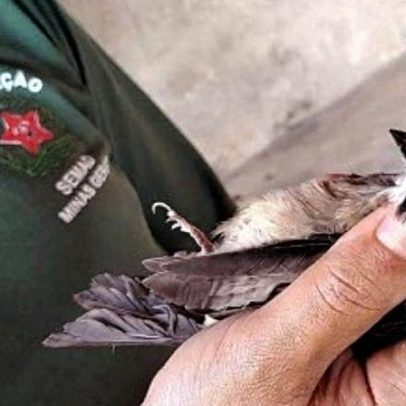 Minas Gerais atualiza lista de espécies ameaçadas de extinção